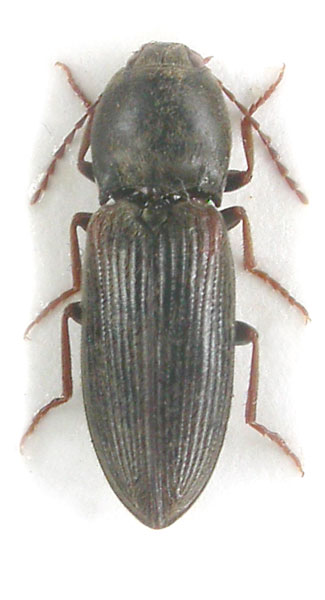 Dicronychus merkli