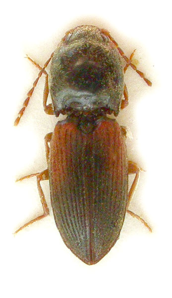 Dicronychus mutilus