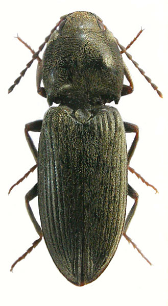 Dicronychus obesus