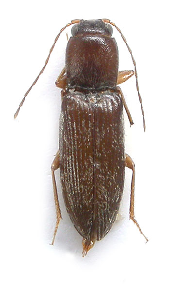 Dicronychus pellae