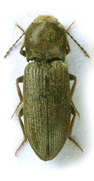 Dicronychus pici