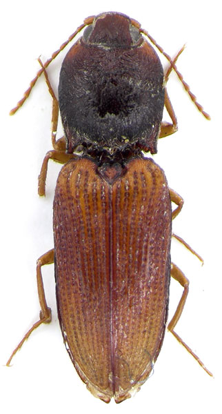 Dicronychus povolnyi