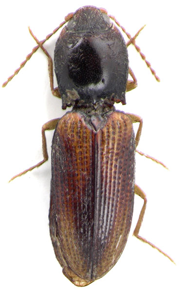 Dicronychus povolnyi