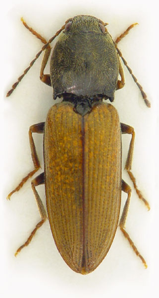 Dicronychus testaceus