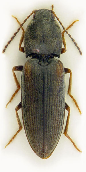 Dicronychus testaceus