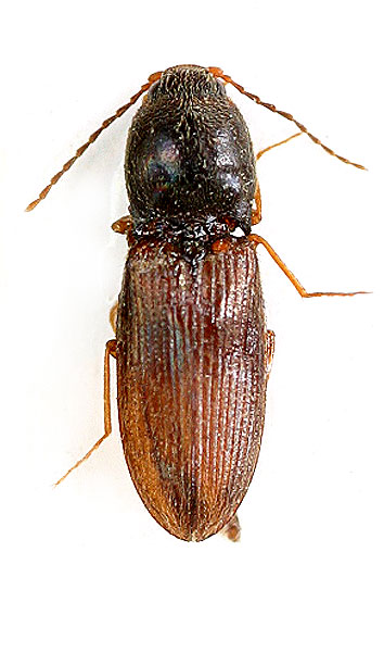 Dicronychus wagneri