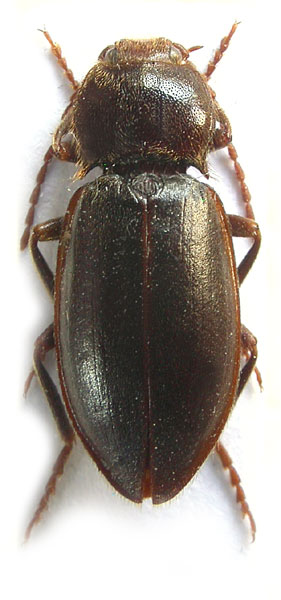 Dima pindosensis