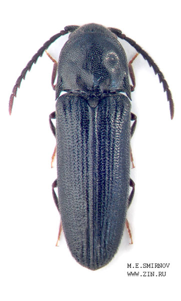 Dirrhagus foveolatus