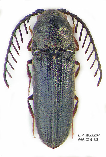 Dirrhagus mystagogus