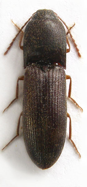 Dolinolus andamanensis