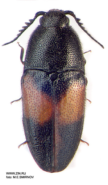 Drapetes mordelloides