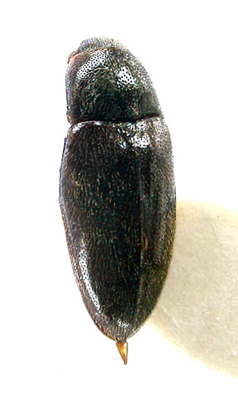 Drapetes talyschensis