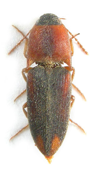 Drasterius atricapillus