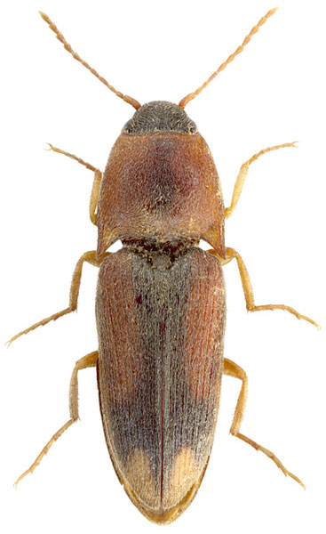 Drasterius atricapillus