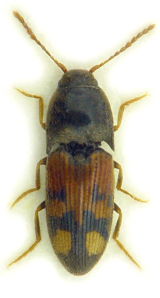 Drasterius bimaculatus