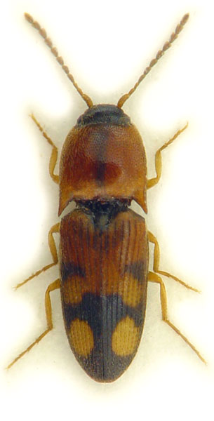 Drasterius bimaculatus