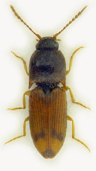 Drasterius bimaculatus