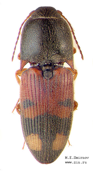 Drasterius bimaculatus