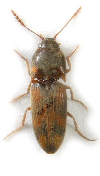 Drasterius figuratus