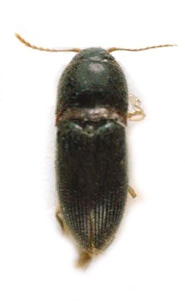 Drasterius sulcatulus