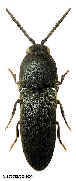 Dromaeolus barnabita