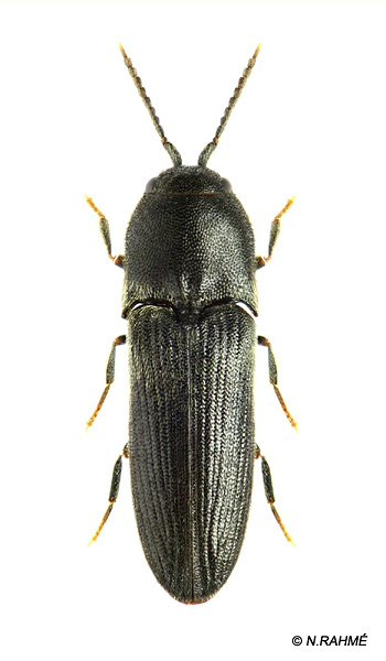 Dromaeolus barnabita