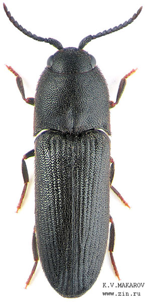 Dromaeolus barnabita