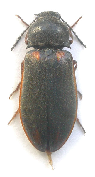 Eanus costalis