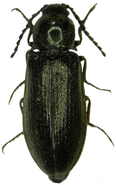 Eanus costalis