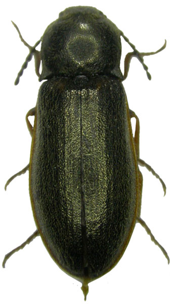 Eanus costalis