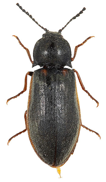 Eanus costalis