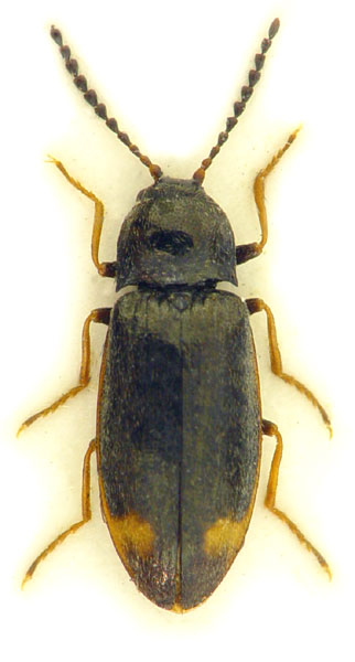 Eanus guttatus