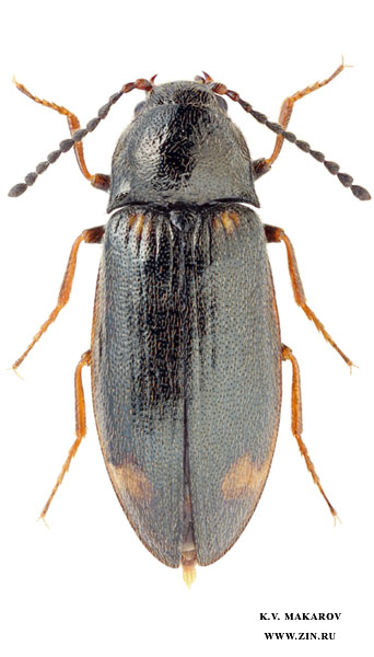 Eanus guttatus