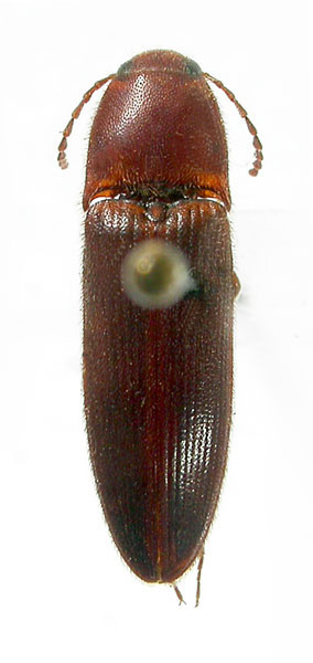 Ectamenogonus melanotoides