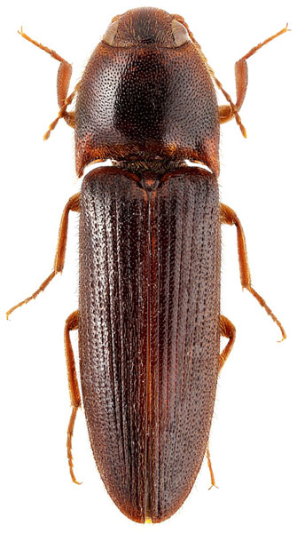 Ectamenogonus melanotoides