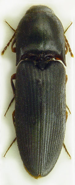 Ectamenogonus montandoni