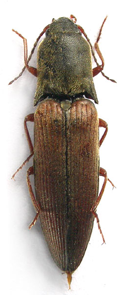 Ectinus angelinii