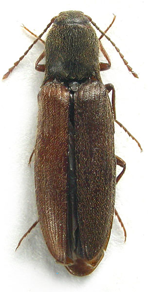 Ectinus anomalus