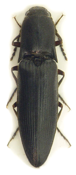 Ectinus aterrimus