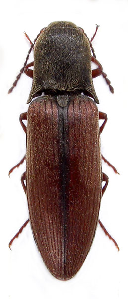 Ectinus dahuricus