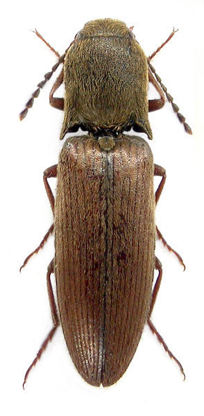 Ectinus peregrinus