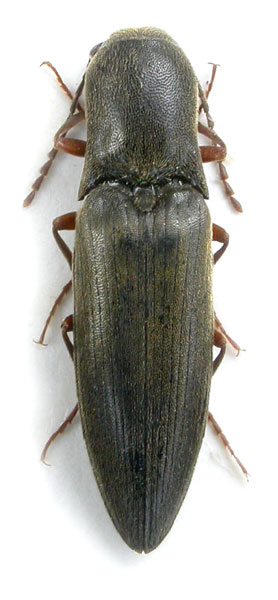 Ectinus piloselloides