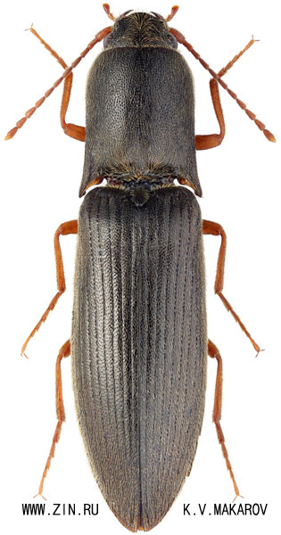 Ectinus puberulus