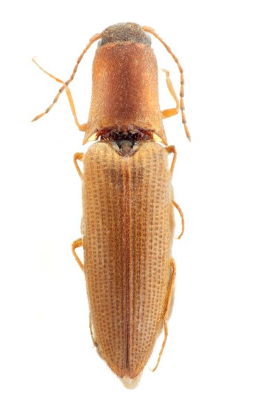 Ectinus ruzzieri