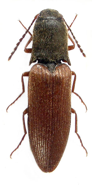 Ectinus sericeus