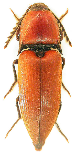 Elater ferrugineus