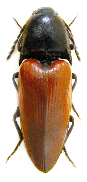 Elater ferrugineus