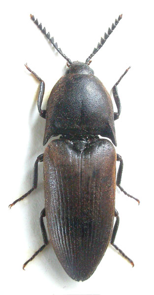 Elater ferrugineus