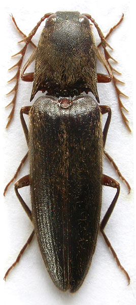 Elater hongsaliensis