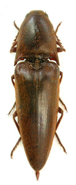 Elater rubiginosus